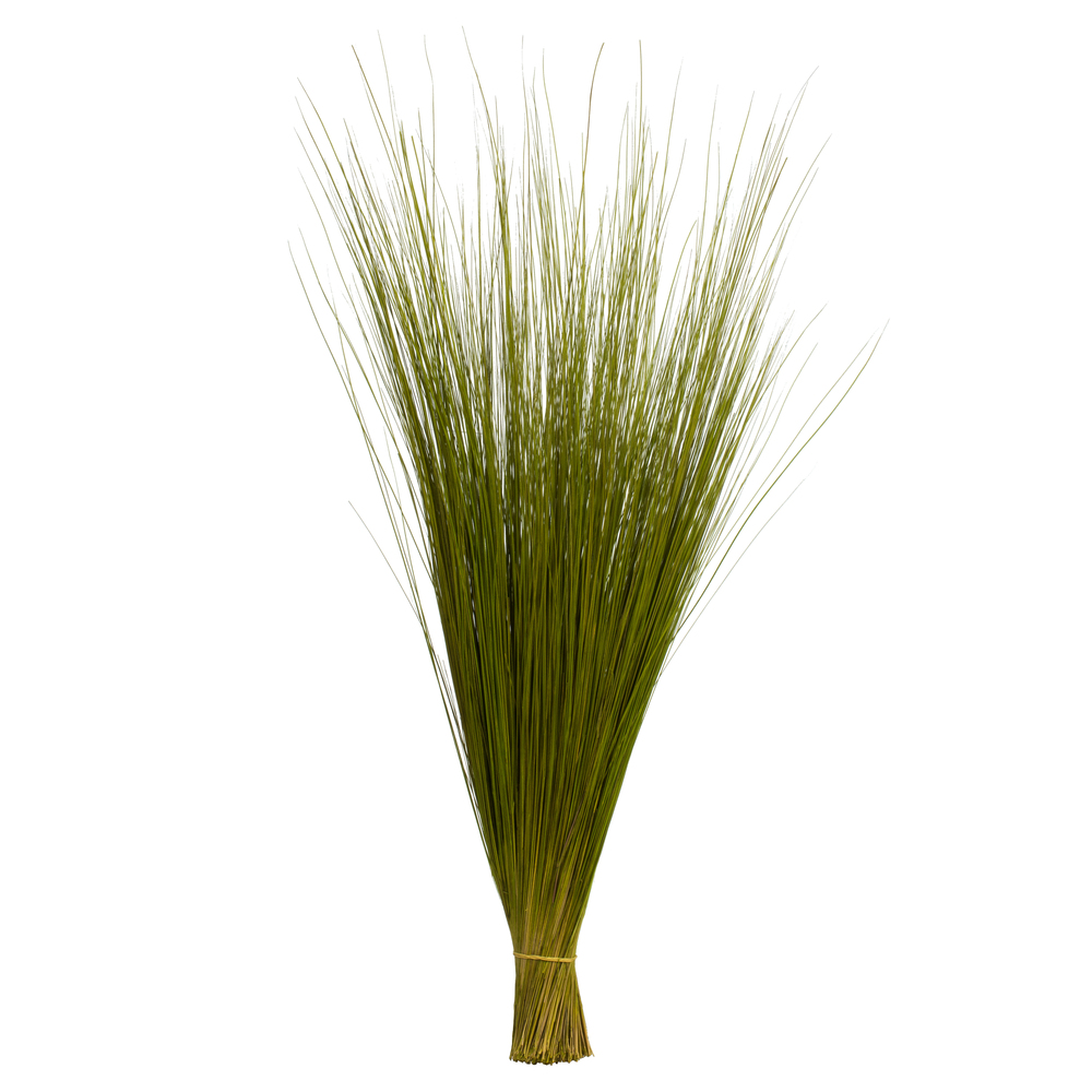 Photo of Grasses