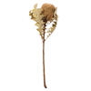 Photograph of 12" Natural Baxteri Flower 25/Pk