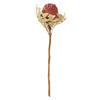 Photograph of 12" Erica Pink Baxteri Flower 25/Pk