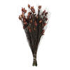 Photograph of 15-20" Bell Grass w/Merlot Pod 10oz