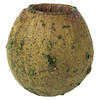 Photograph of 1" (App) Basil Bell Gum Pods 2.2 lbs/pk