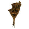 Photograph of 12-16" Autumn Brunia Stems - 4 oz Bundle