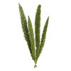 Photograph of 8-10" Green Foxtail Fern 16 Stem Bunch