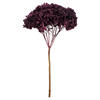 Photograph of 15" True Violet Hydrangea Stem