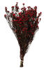Photograph of 12-22" Red Phylica Bundle