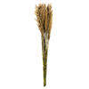 Photograph of 36" Ivory Plume Reed Bundle