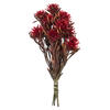Photograph of 8-20" Red Plumosum Bundle