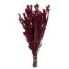 Photograph of 18-20" Merlot Pubescens Bundle