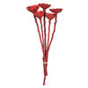 Photograph of 8-12" Red Rosette Compacta Stem