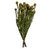 Photograph of 12" Natural Green Tortum w/XL Cones