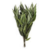 Photograph of 18" Green Willow Eucalyptus 5-6oz Bu