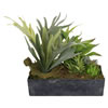 Photograph of 3.5" Variety Succulents in Planter