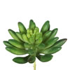 Photograph of 4" Cactus-Green (Pk/6)