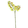 Photograph of 19" Green Real Touch Phalaenopsis Orchid