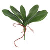Photograph of 9" Real Touch Orchid Leaves-Green(Pk/3)