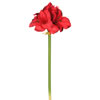 Photograph of 28" Red Single Amaryllis 3/Bag