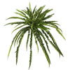 Photograph of 27" Green Boston Fern Bush