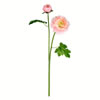 Photograph of 19" Light Pink Ranunculus Stem 6/pk