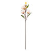 Photograph of 28" Pink Magnolia Stem 3/pk