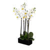 Photograph of 21" Potted Orchid White