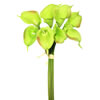Photograph of 14'' Green Calla Lily 8/Bundle