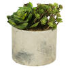 Photograph of 8" Succulent Arrangement