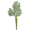 Photograph of 7" Crassula (PK/3)