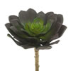 Photograph of 5.75" Echeveria (PK/3)