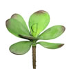 Photograph of 6.5" Kalanchoe (PK/3)