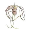 Photograph of 6" Green/Red Flocked Tillandsia Pick