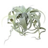 Photograph of 10.5" Green Tillandsia Pick