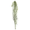 Photograph of 29.5" Tillandsia Root Pk/3