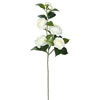Photograph of 29" Cream Camellia Spray