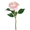 Photograph of 13" Pink Peony Rose Stem (PK/6)