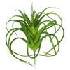 Photograph of 7" Tillandsia-Green/Red (PK/3)