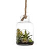 Photograph of 9" Green Asst Succulents in Glass Jar