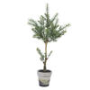 Photograph of 24" Green Plant In Pot