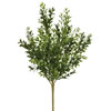 Photograph of 18" Green Boxwood Bush 3/pk