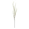 Photograph of 50" Green Mountain Prunus Stem 3/Pk
