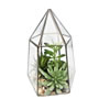 Photograph of 11" Green Succulents in Glass Terrarium