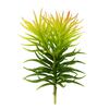 Photograph of 8" Green Crassula Tetragona Pick (3/Pk)