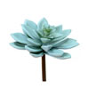 Photograph of 4.5" Green Graptoveria Titubans Pick (3/