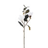 Photograph of 31" White Magnolia Stem