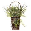 Photograph of 21" Green Fern in Hanging Wall Basket
