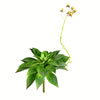 Photograph of 18" Green Succulent Stem