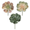 Photograph of 8.5" Peperomia Succulents Asst 6/Pk