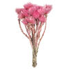 Photograph of 13-14" Lt Pink Everlasting Flowers 2Pk