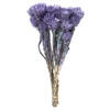 Photograph of 13-14" Light Purple Everlasting Flowers
