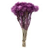 Photograph of 13-14" Purple Orchid Everlasting Flowers
