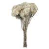 Photograph of 13-14" Natural White Everlasting Flowers